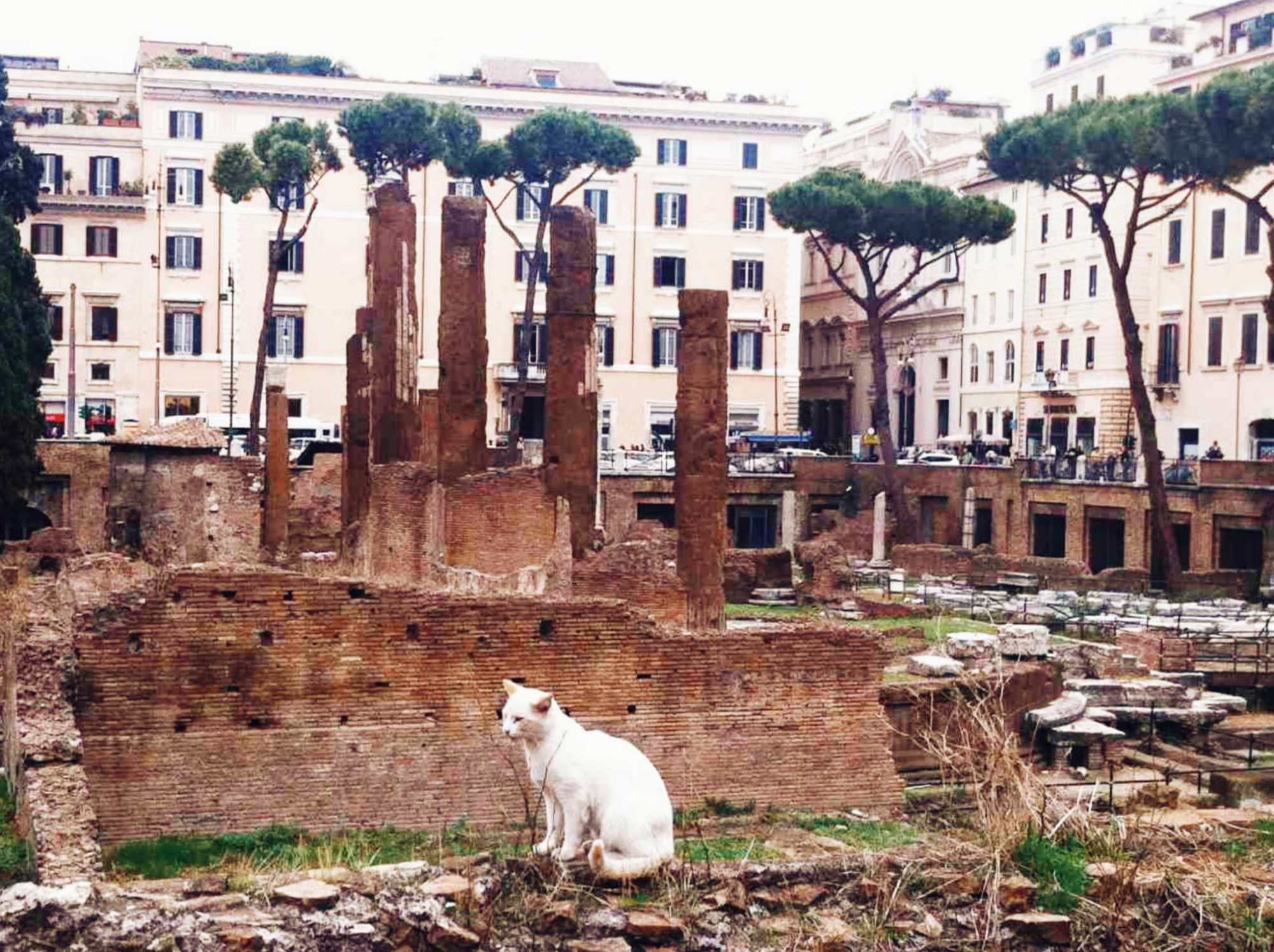 a cat sitting on top of a building